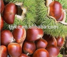 Raw Chestnut chestnut kernel