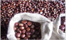 New Crop Best Quality and Price Fresh Chestnut