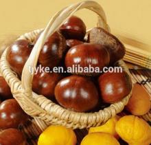 China 2014 chestnuts /Good quality chestnuts/Low price chestnuts