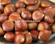 Raw Chestnut chestnut kernel 2014 new crop