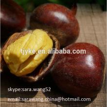 Organic Raw Chestnut 2014 new crop YKE-C6