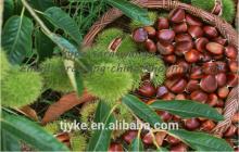 2014 Chinese Organic Fresh Raw Chestnut