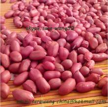 roasted blanched peanuts kernels from china factory