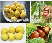 Organic Raw Chestnut 2014 new crop YKE-C