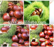 Organic Raw Chestnut 2014 new crop YKE-C001