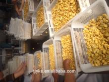 High quality Chinese chestnuts for sale