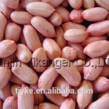 HACCP common raw peanut kernel