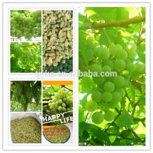  Chinese   green  raisin, sultanan raisns, dried grape