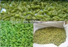 green raisin(Common Cultivation Type and Whole Shape )