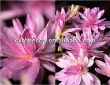 meadow saffron extract Colchicine powder GMP factory