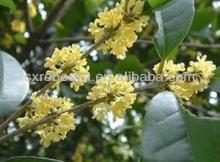 cinnamon barks extract powder