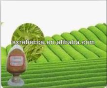 GMP supplier of Tea polyphenol /Green Tea Extract powder by UV