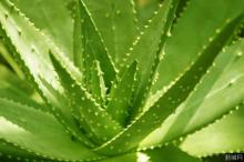 GMP Certified Aloe Vera Extract /Water Soluble Powder