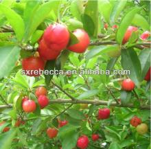 Acerola Juice Powder GMP factory