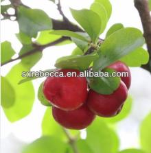 pure natural Acerola fruit Juice Powder GMP factory