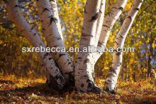 Natural betulin extract powder/Betulin/Betulinic acid