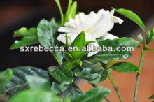 pure natural Gardenoside powder by GMP