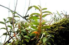 Cinnamon Bark Extract (Polyphenol: 5 %-30%, Flavone: 10%-20%)