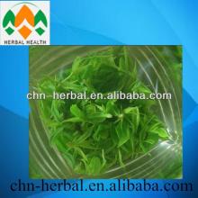nature Green tea extract Content Prevention and anti-cancer