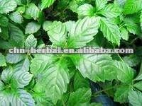 100% natural organic  gynostemma   pentaphyllum  extract/  gynostemma   pentaphyllum   tea 