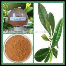 2014 Pure Natural Green Tea Extract /Tea Polyphenol, Catechin, EGCG