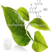 Pure Natural Green Tea Extract /tea Polyphenol,Catechin,Egcg