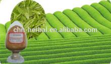 top quality 95% EGCG green tea extract