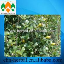  resveratrol   98 %  hplc / resveratrol  extract powder/ resveratrol  - nutraceutical supplement