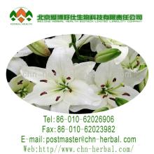 top quality flower tea greenish lily flower tea