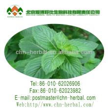 high quality natural healthy tea mentha leave mint tea