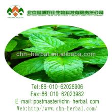 Chinese Good Tasty green mint leaf peppermint tea