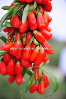 Frozen Goji Berry,Frozen Mixed Berries, Frozen Berries/certified organic goji berry