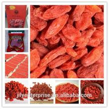 Certified KOSHER Goji berry for Middle-east Market