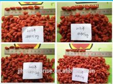  Goji  berries dried fruit  conventional   goji  berries and organic  goji  berries