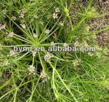 Health Common fennel extract powder