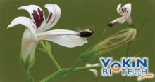Medicinal Andrographis Paniculata Extract