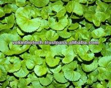 Centella asiatica  Extract  / .Gotu- Kola   Extract  Origin India