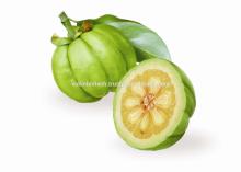 Garcinia Cambogia Extract 50% HCA Capsules with Private Labels