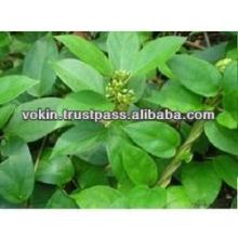  Gymnema   Sylvestre   Extract  75% Gymnemic Acid /  Gymnema   sylvestre   extract  25% gymnemic acid