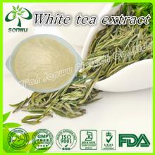Supply Pure White Tea Extract with Polyphenols