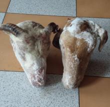 Frozen sheep head