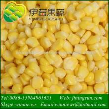 IQF(fast frozen) sweet corn 2014 HOT SALES