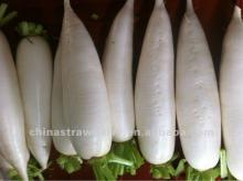 fresh Carrot