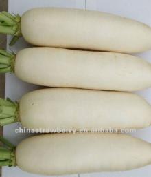 2012 fresh white Carrot