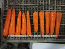  2012   fresh  Carrot