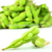  Frozen   Edamame  in  pod   Frozen  and IQF  Edamame  Beans