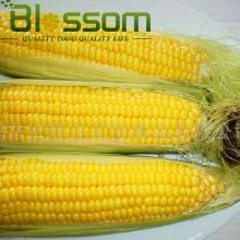 Export china hight quality products food frozen sweet corn vegetable 2014 new product