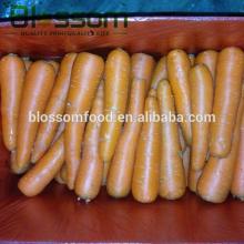 fresh carrot , fresh vegetable
