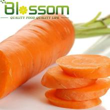 Top quality vitamin fresh vegetable natural fresh carrot