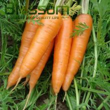 Top quality vitamin fresh carrot natural fresh vegetable